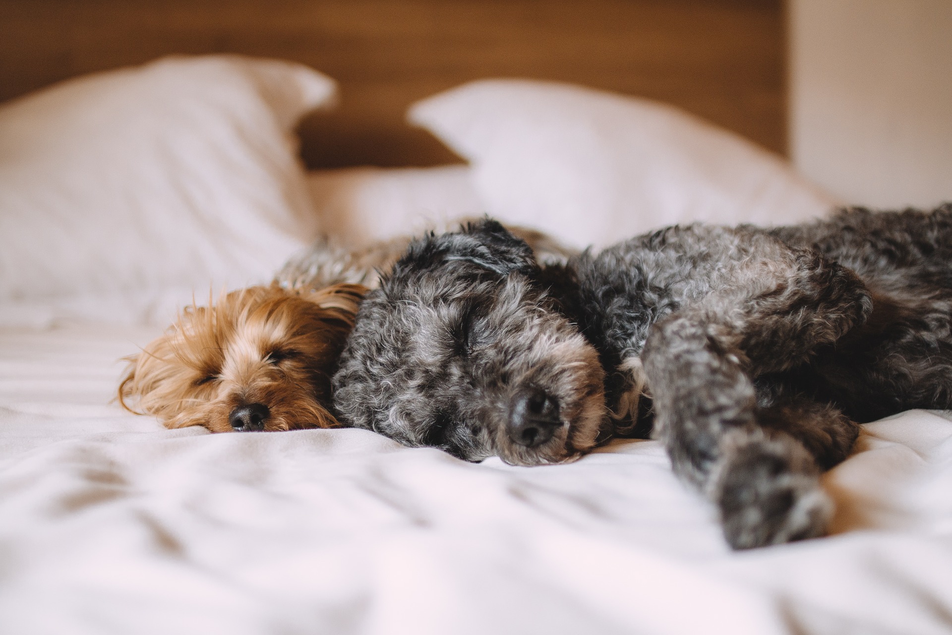 dogs asleep | Job Recruitment Kent