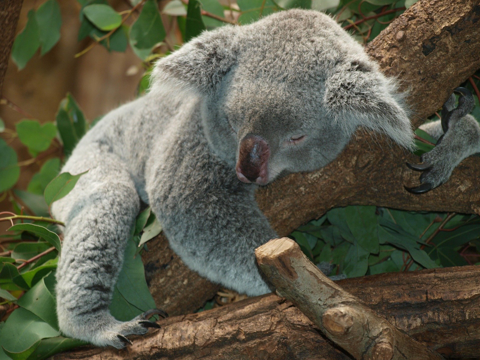 Koala napping | Permanent Jobs Maidstone