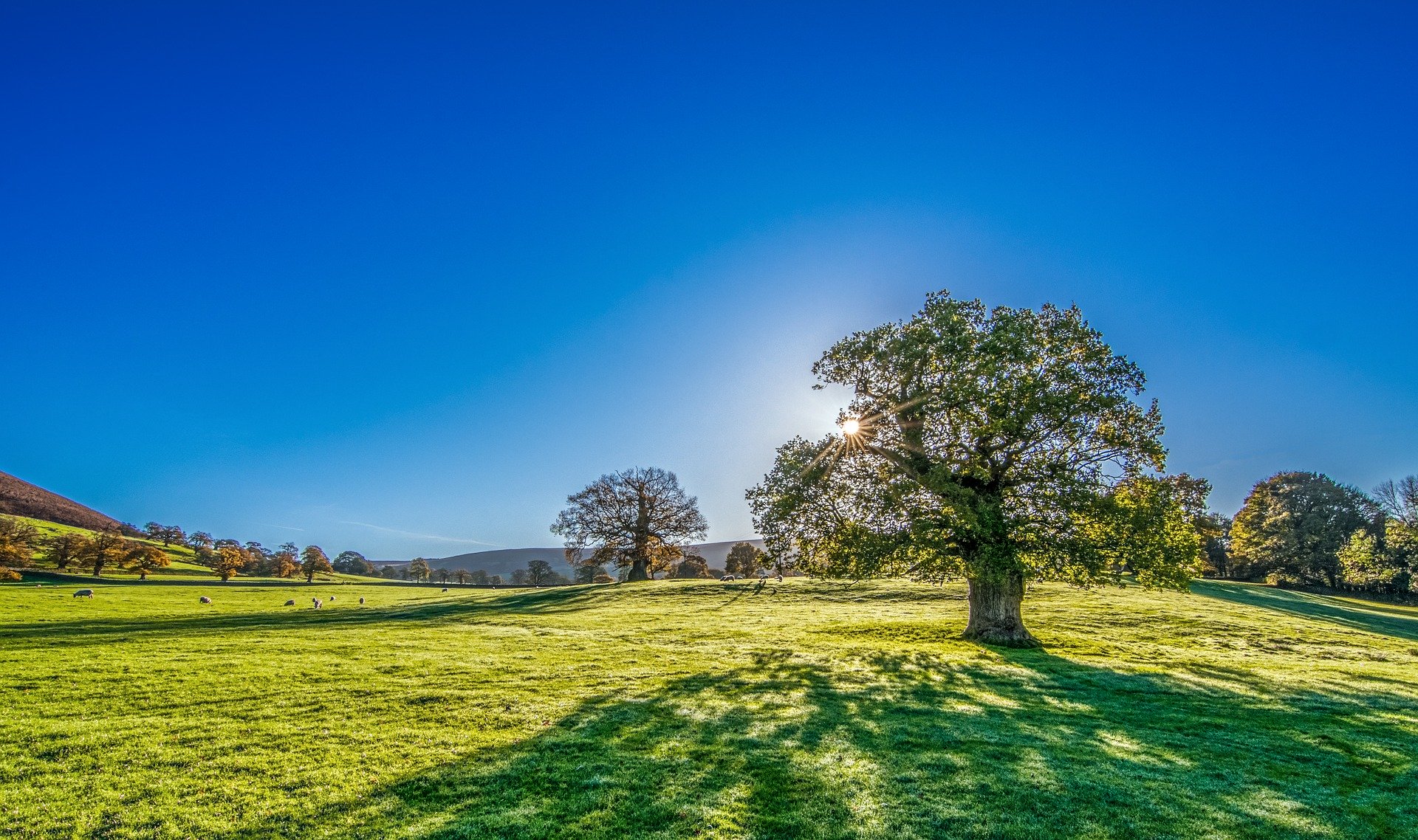 tree with sun | Temp Jobs Maidstone